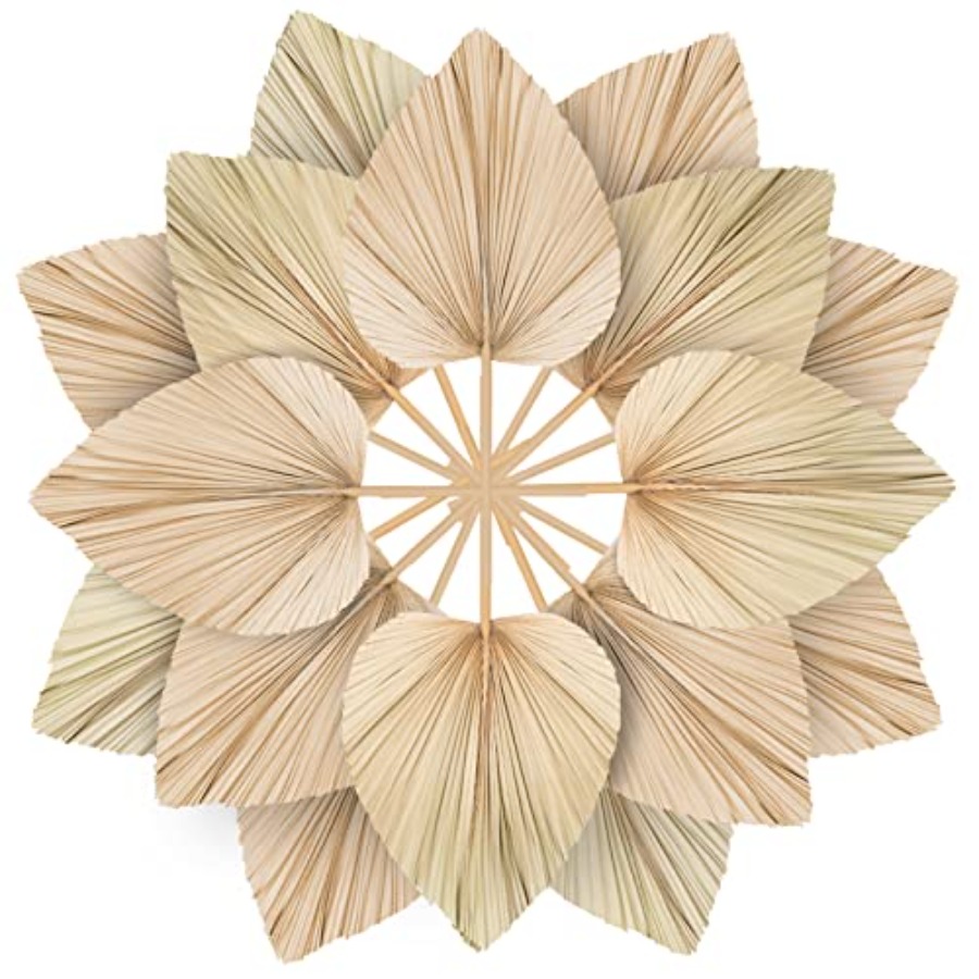 Palm Leaf Dried - 10 Large Bulk Boho Dried Palm