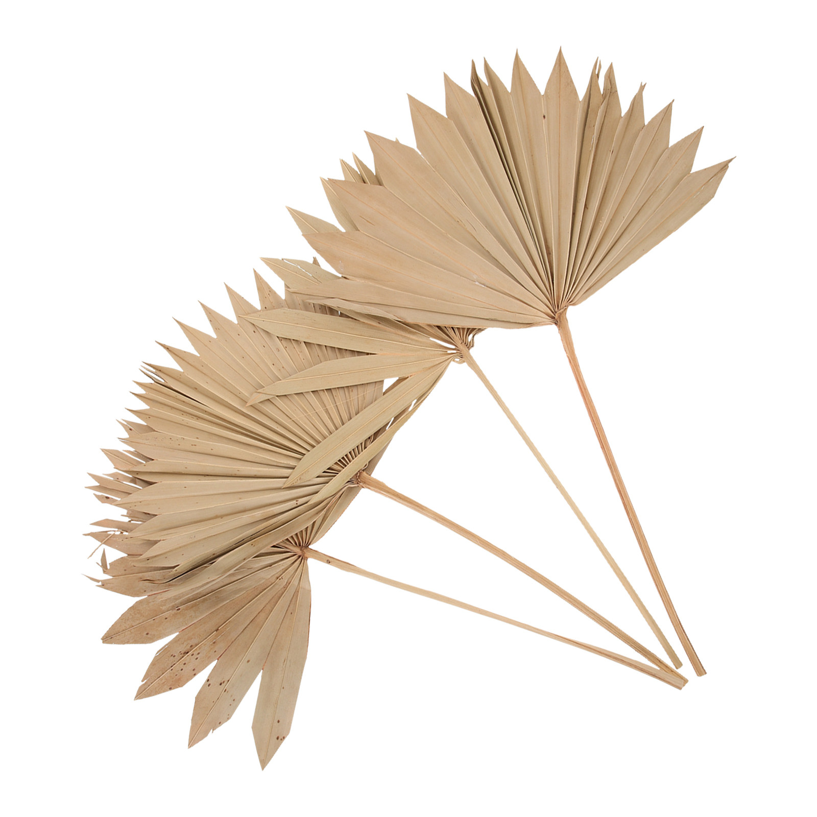 Palm Leaf Dried - 4Pcs Dried Palm Leaf Fan Decor