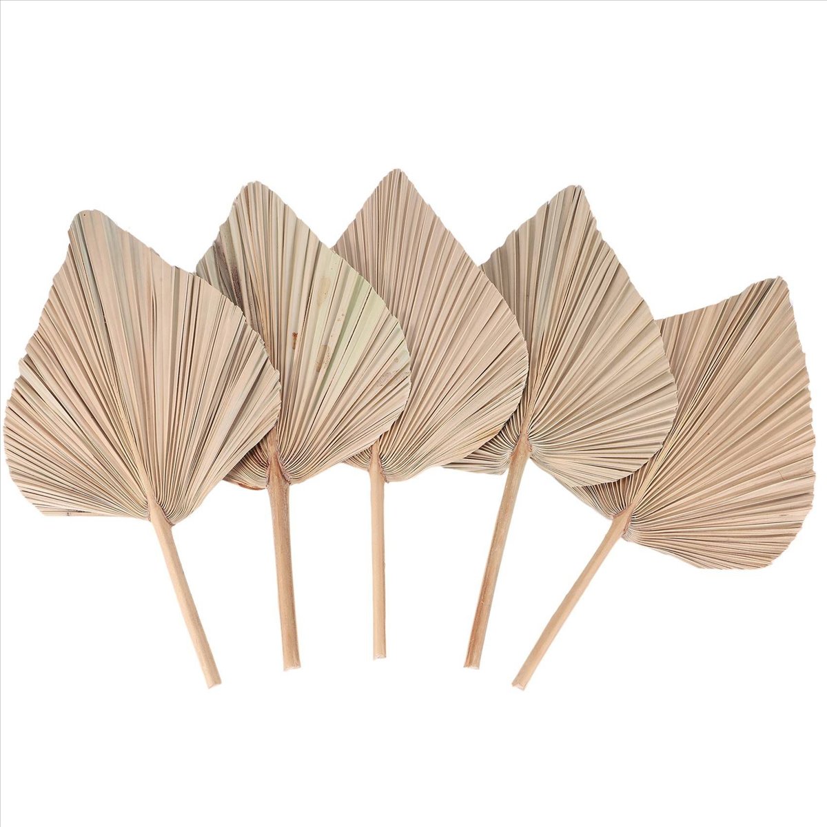 NOCM Dried Palm Leaves Room De - Palm Leaf Dried reseña y precio