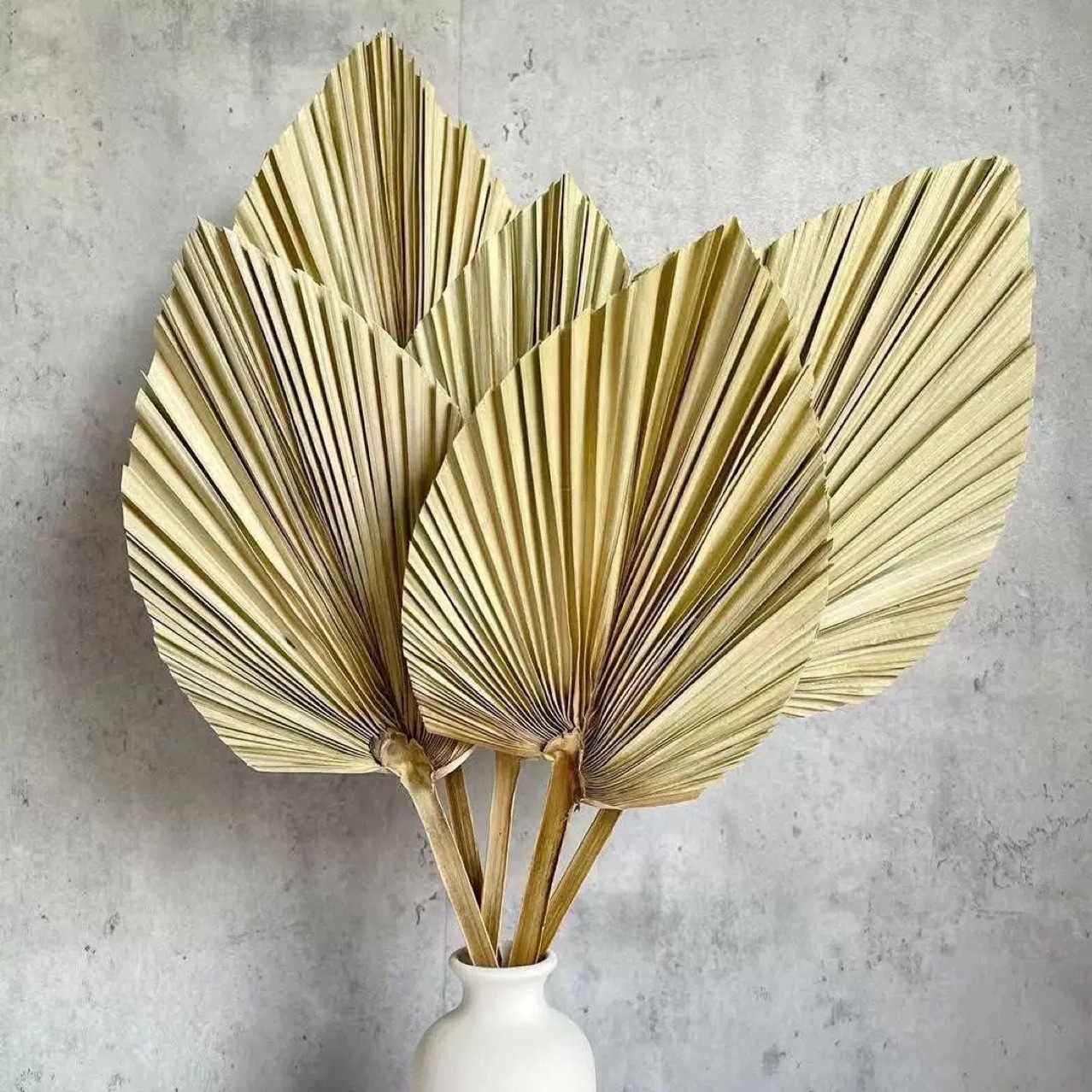3 PCS Natural Dried Palm Leave - Palm Leaf Dried reseña y precio