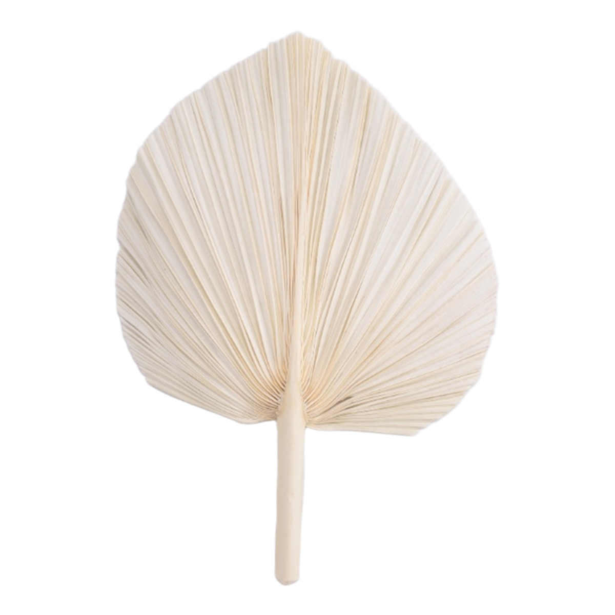 Qualitative Large White Dried  - Palm Leaf Dried reseña y precio