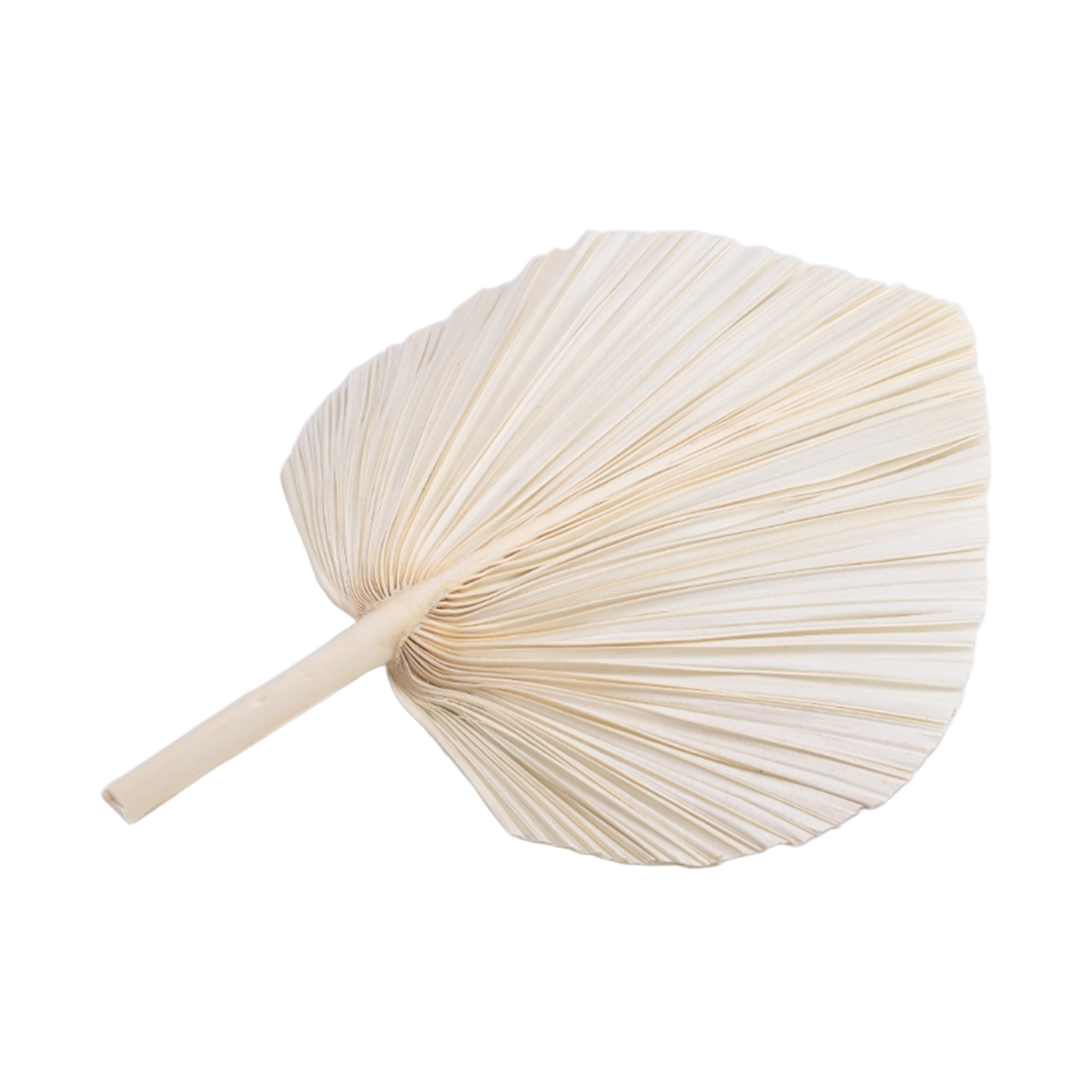 Qualitative Large White Dried  - Palm Leaf Dried reseña y precio