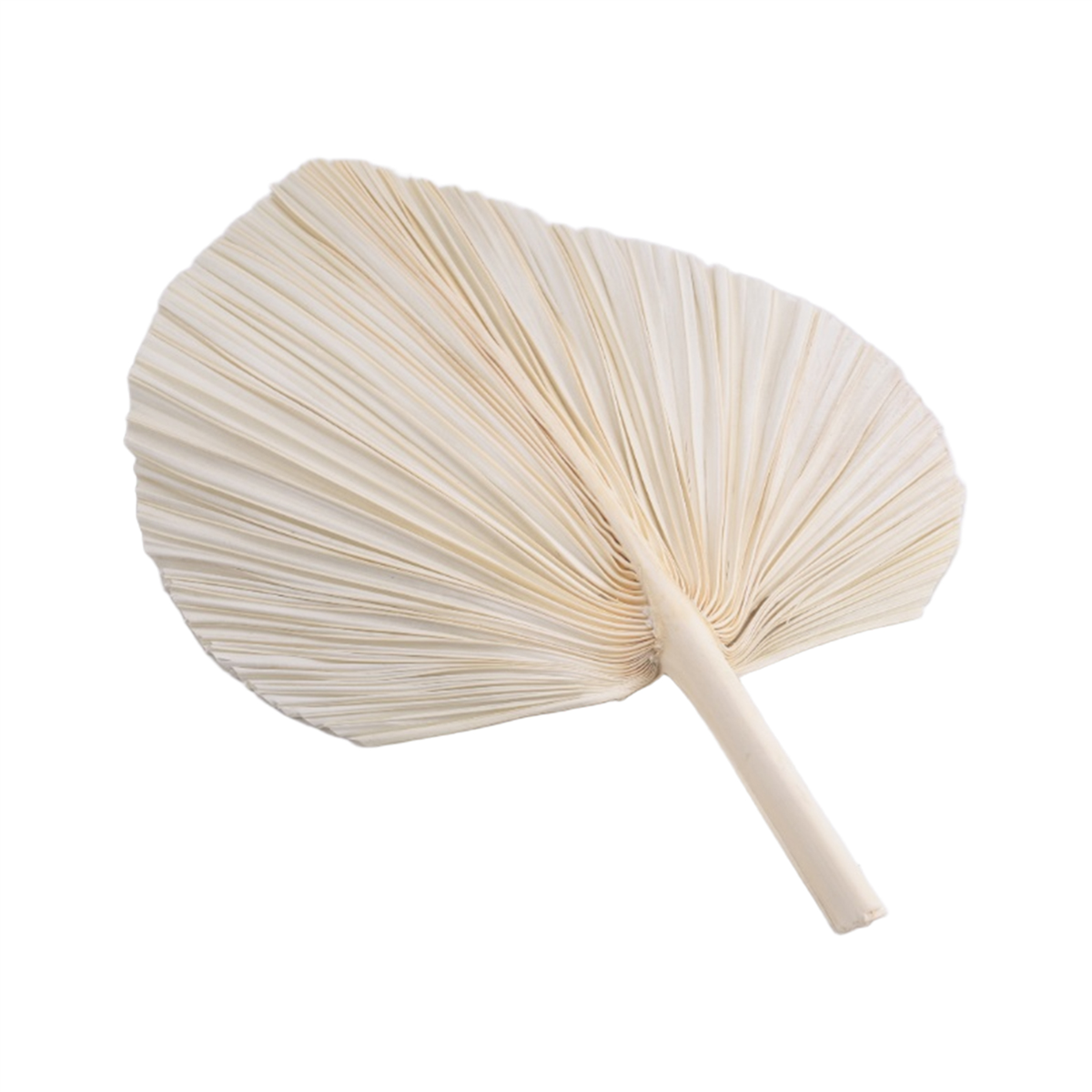 Qualitative Large White Dried  - Palm Leaf Dried reseña y precio