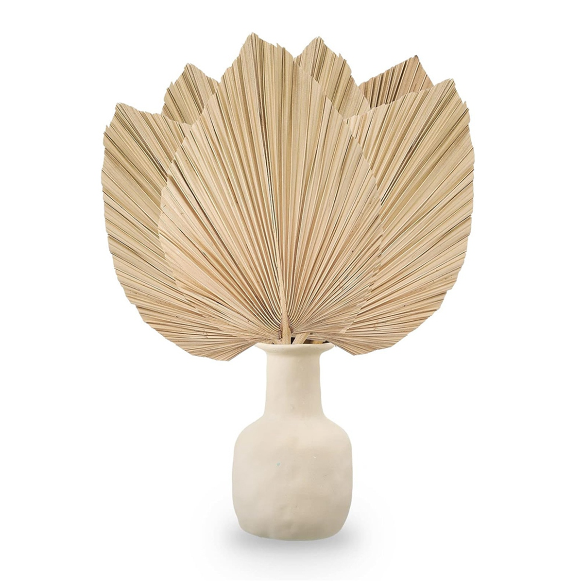 New 6PCS Dried Palm Leaves Nat - Palm Leaf Dried reseña y precio