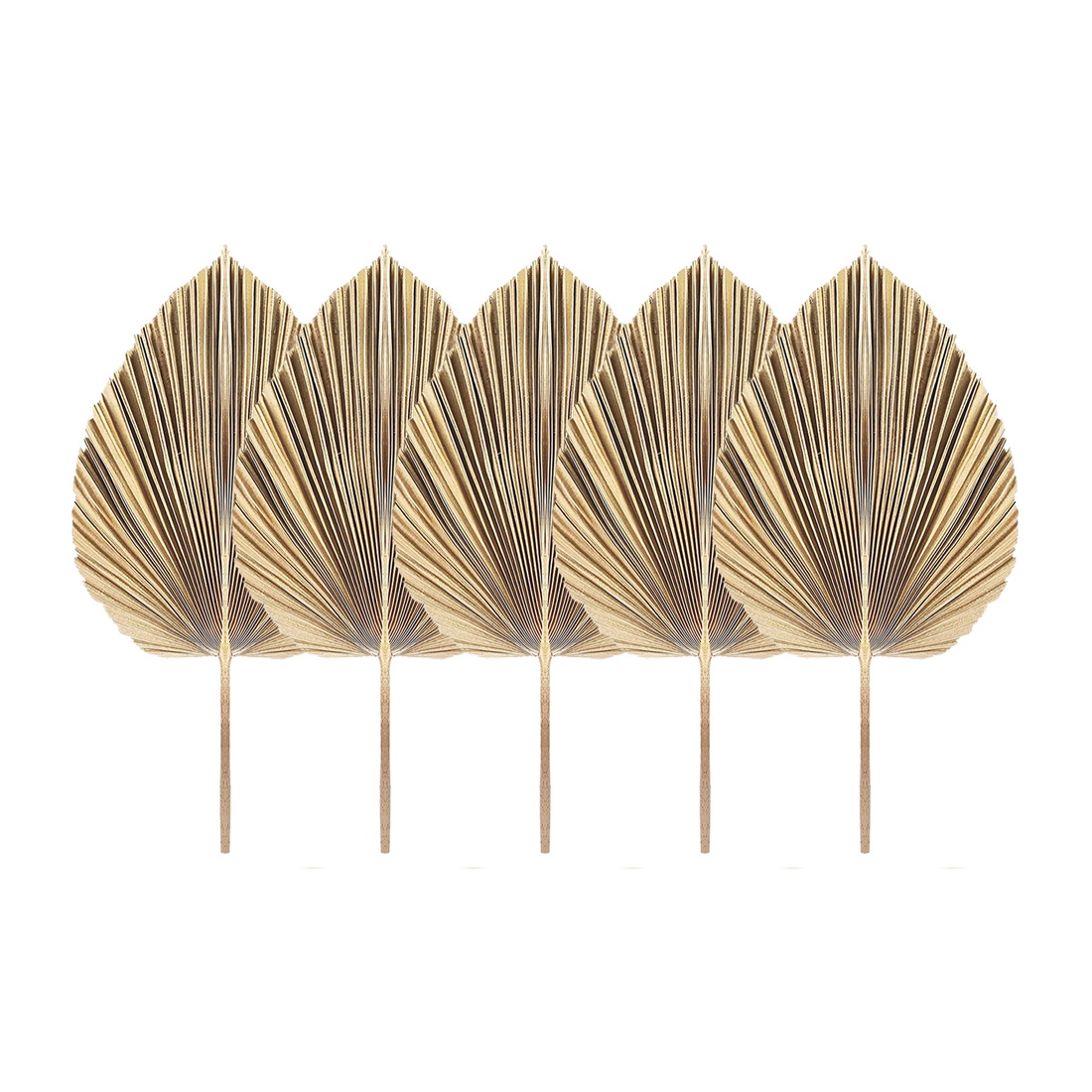 5Pcs Natural Dried Palm Leaves - Palm Leaf Dried reseña y precio