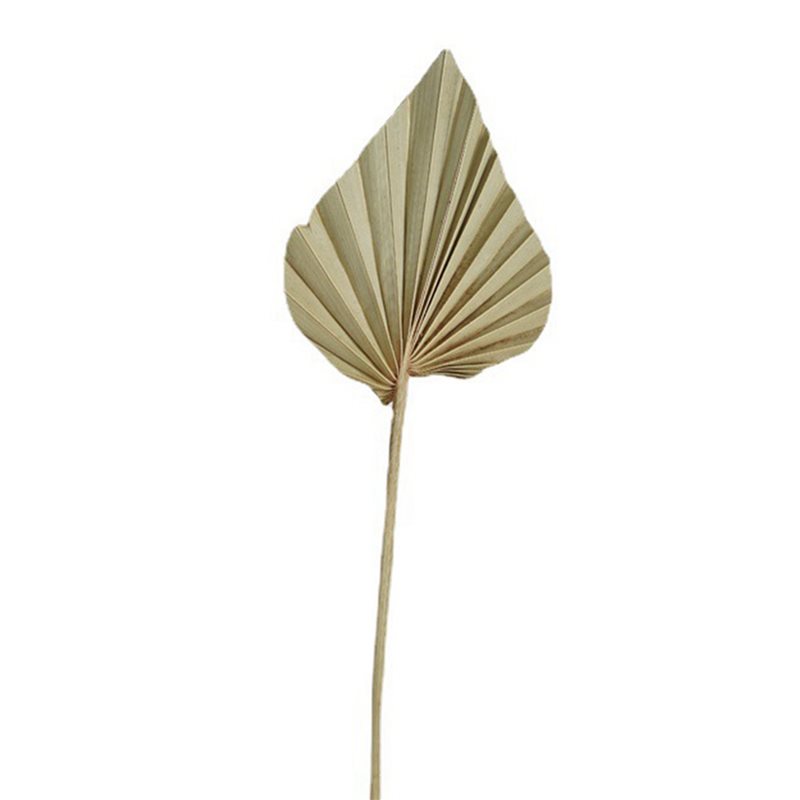 【ORNAMENT】80Pcs Boho Dried Pal - Palm Leaf Dried reseña y precio