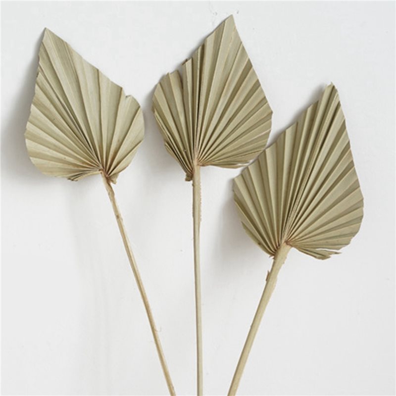 【ORNAMENT】80Pcs Boho Dried Pal - Palm Leaf Dried reseña y precio