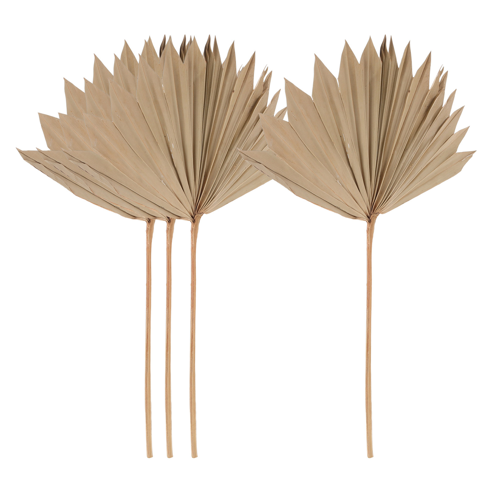 4Pcs Dried Palm Leaf Fan Decor - Palm Leaf Dried reseña y precio