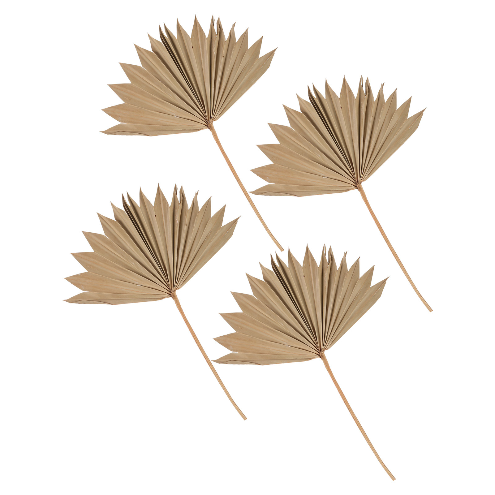 4Pcs Dried Palm Leaf Fan Decor - Palm Leaf Dried reseña y precio