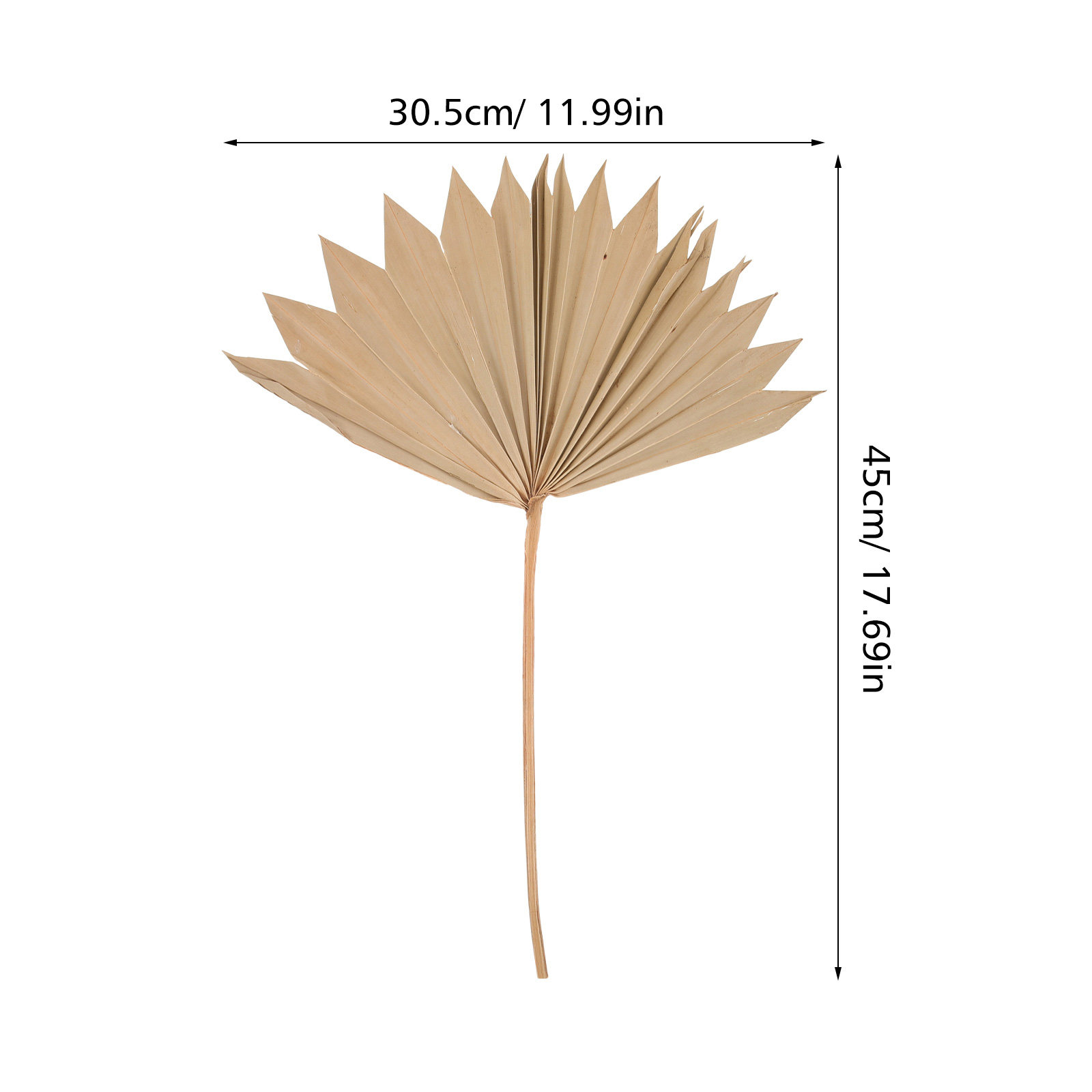 4Pcs Dried Palm Leaf Fan Decor - Palm Leaf Dried reseña y precio