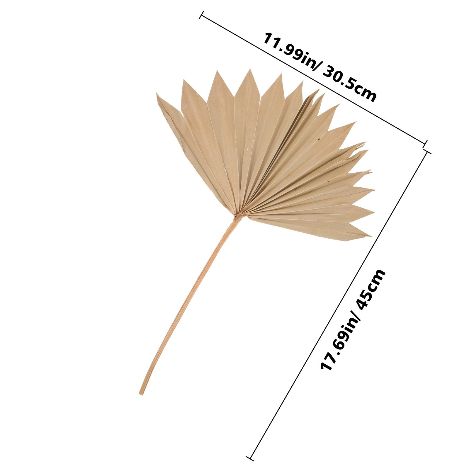 4Pcs Dried Palm Leaf Decor Nat - Palm Leaf Dried reseña y precio