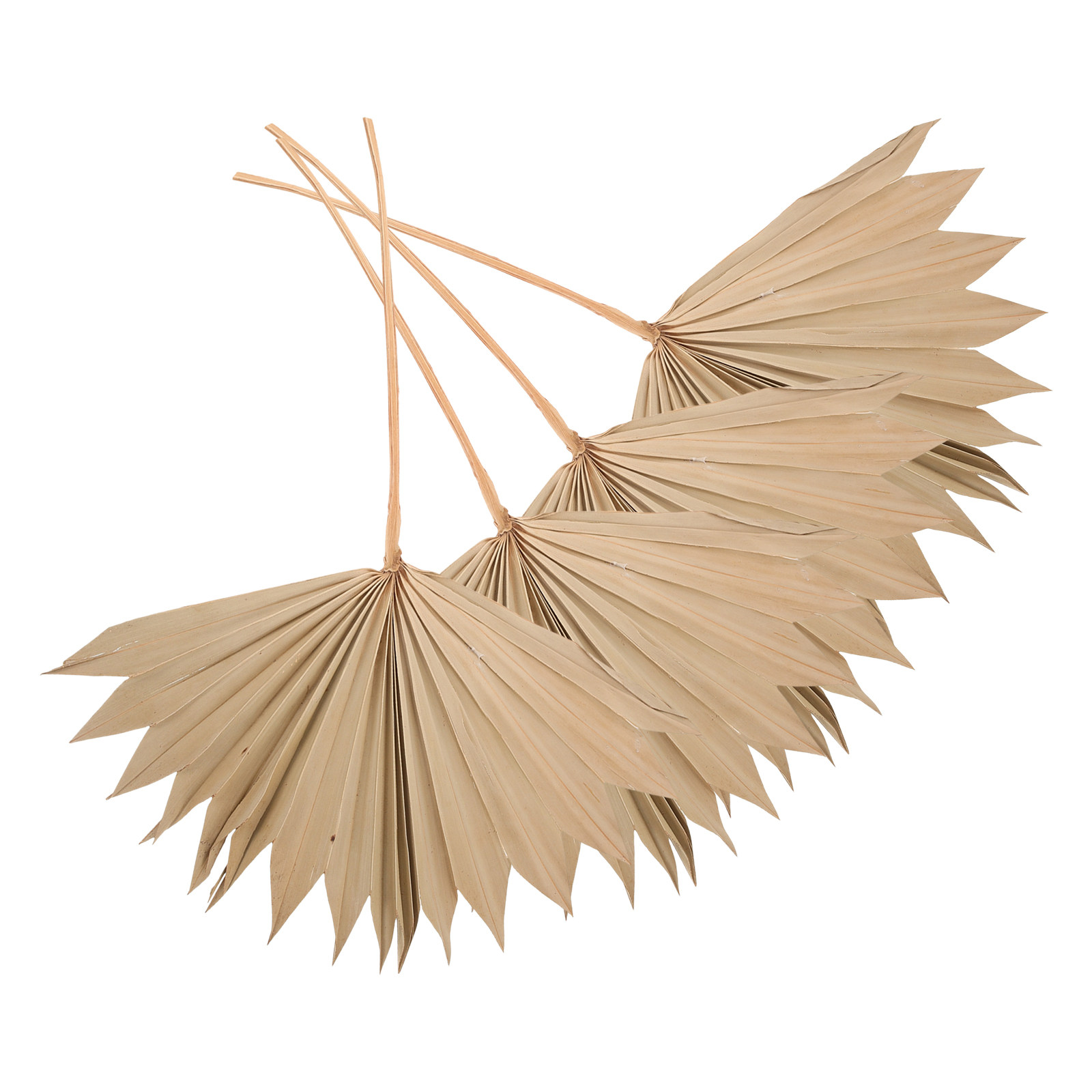 4Pcs Dried Palm Leaf Decor Nat - Palm Leaf Dried reseña y precio